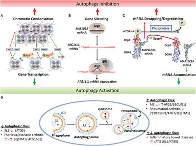Epigenetic Regulation of Autophagy: A Path to the Control of Autoimmunity